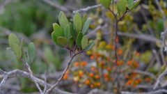 Pterocelastrus tricuspidatus