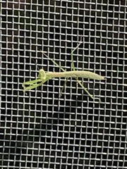 Tenodera sinensis