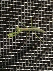 Tenodera sinensis