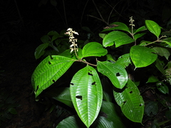 Miconia oldemanii