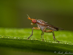 Trypetoptera canadensis