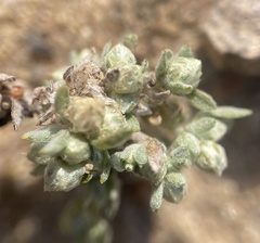 Stylocline gnaphaloides