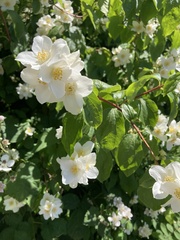 Philadelphus