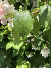 Philadelphus