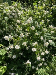Philadelphus