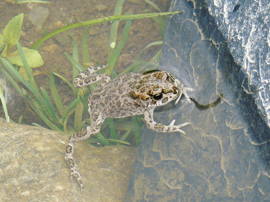 Variable toad from ushguli samegrelo zemo svaneti georgia on june 27