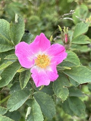 Rosa mollis