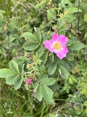 Rosa mollis