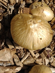 Agrocybe rivulosa