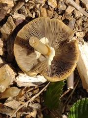 Agrocybe rivulosa