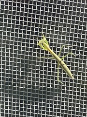 Tenodera sinensis