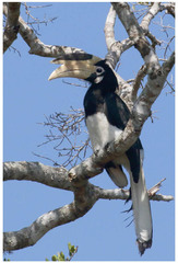 Anthracoceros coronatus