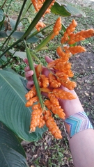 Stromanthe stromanthoides