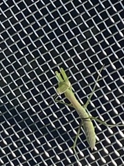 Tenodera sinensis