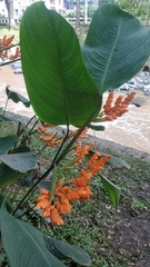 Stromanthe stromanthoides