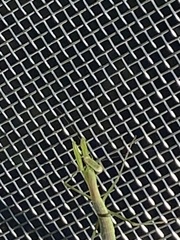 Tenodera sinensis