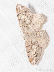 Macaria granitata