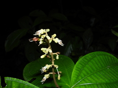 Miconia oldemanii
