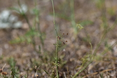 Deleproctophylla australis