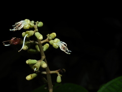 Miconia oldemanii