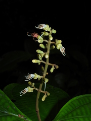 Miconia oldemanii