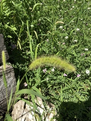 Setaria viridis major