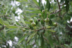 Pyrus salicifolia