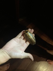 Blaberinae