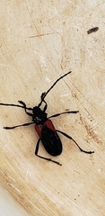 Purpuricenus humeralis