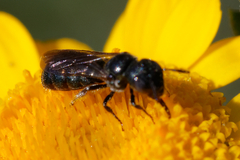 Ceratina cyanea