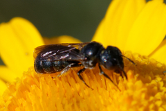 Ceratina cyanea