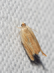 Ancylis platanana