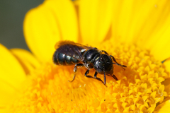 Ceratina cyanea