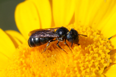 Ceratina cyanea