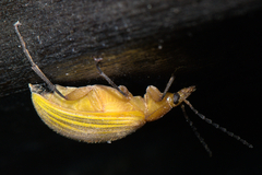 Cistelomorpha lutea