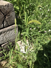 Setaria viridis major