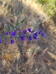 Delphinium halteratum