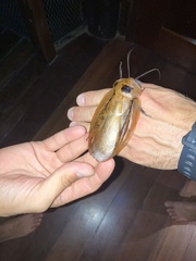 Blaberinae