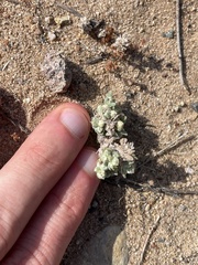 Stylocline gnaphaloides