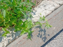 Stellaria aquatica