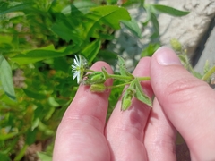 Stellaria aquatica