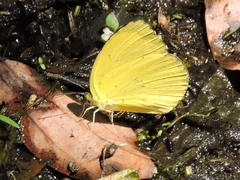 Eurema andersoni