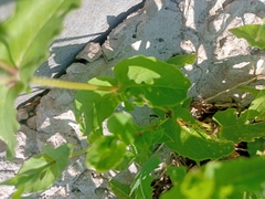 Stellaria aquatica