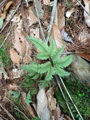 Pteris setulosocostulata