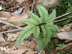 Pteris setulosocostulata