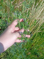 Medicago × varia