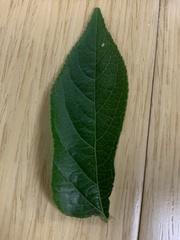 Passiflora incarnata