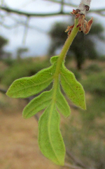Commiphora mollis