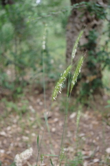 Hordeum bulbosum