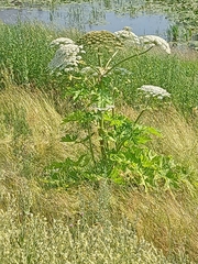 Heracleum sosnowskyi